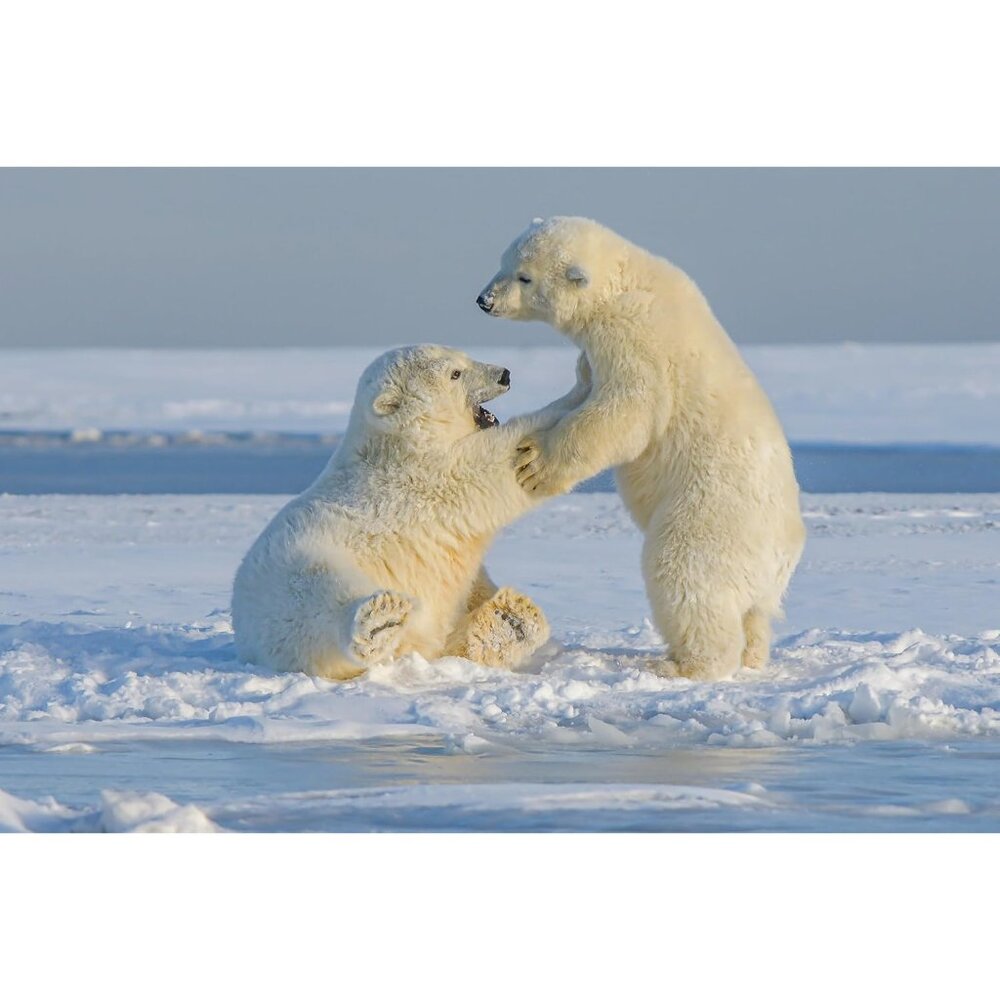 Learn And Support Wildlife With The Polar Bear Tr… - image 8